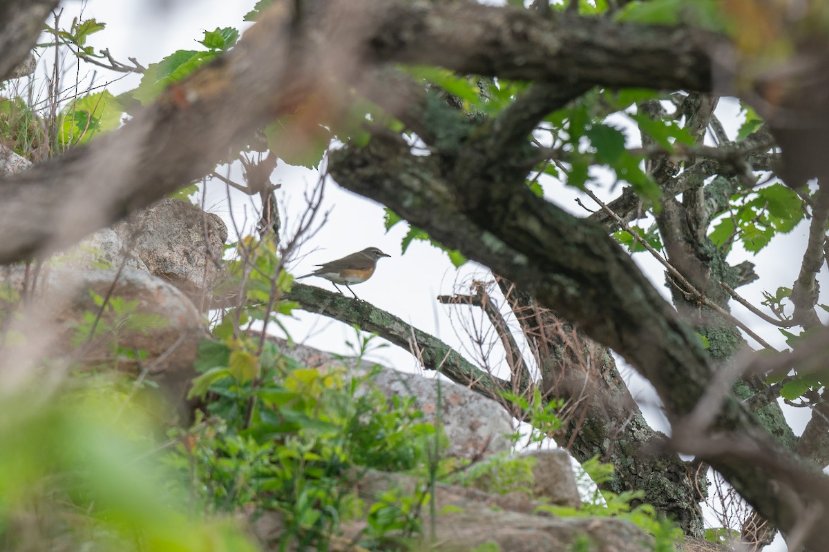 Eyebrowed Thrush - ML642471174