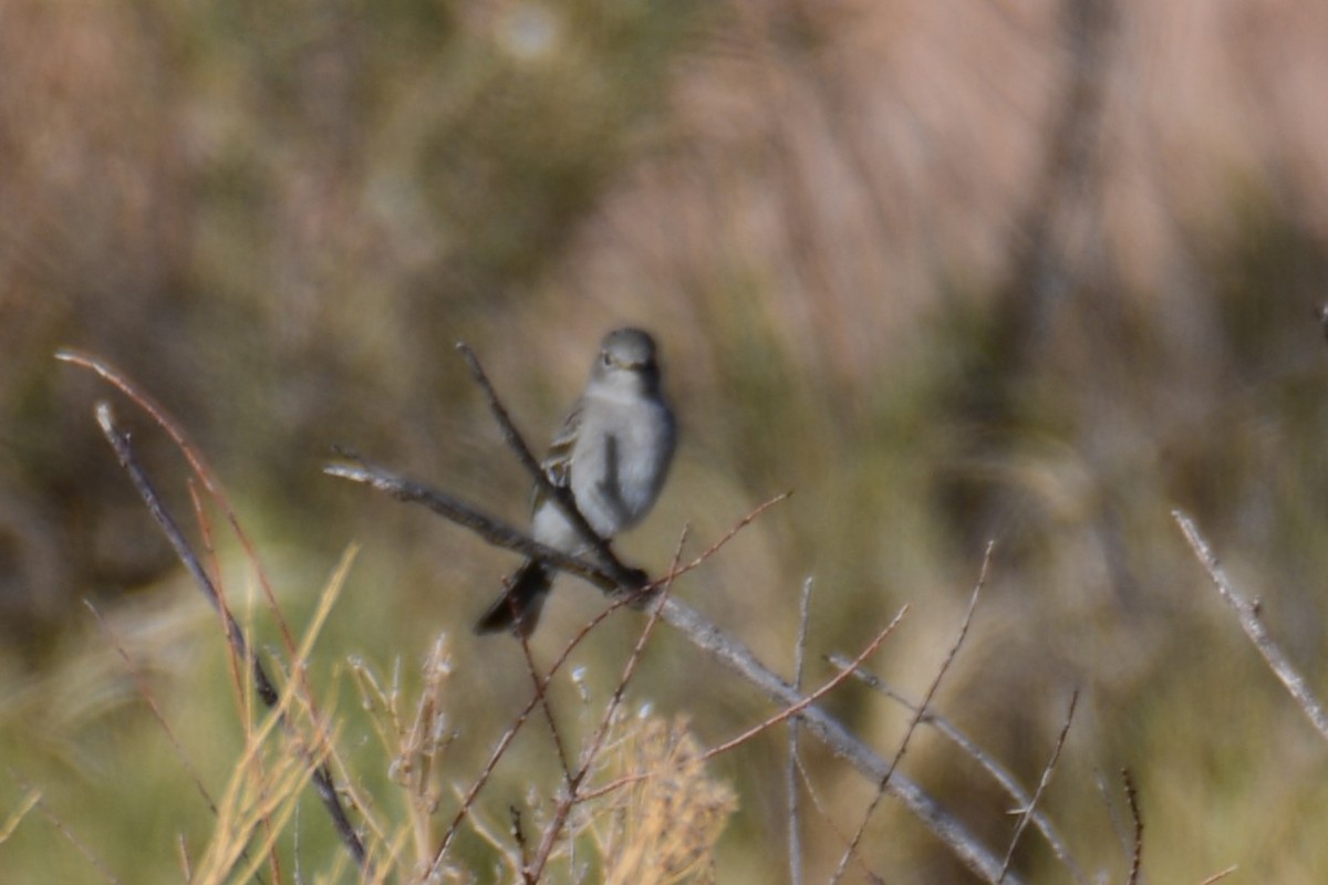 Gray Flycatcher - ML642471176