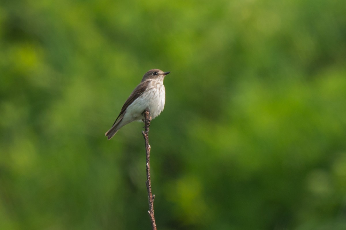 Gray-streaked Flycatcher - ML642471177