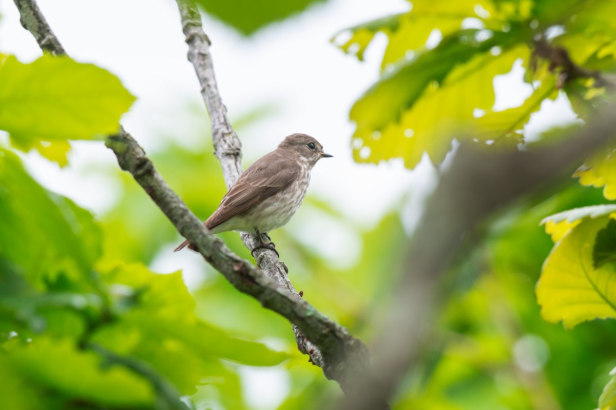 Gray-streaked Flycatcher - ML642471178