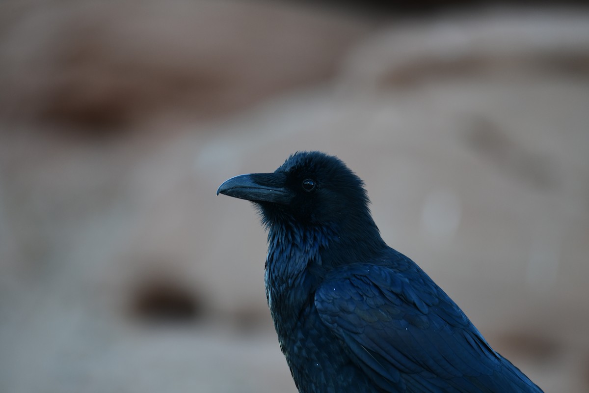 Common Raven - ML642471180