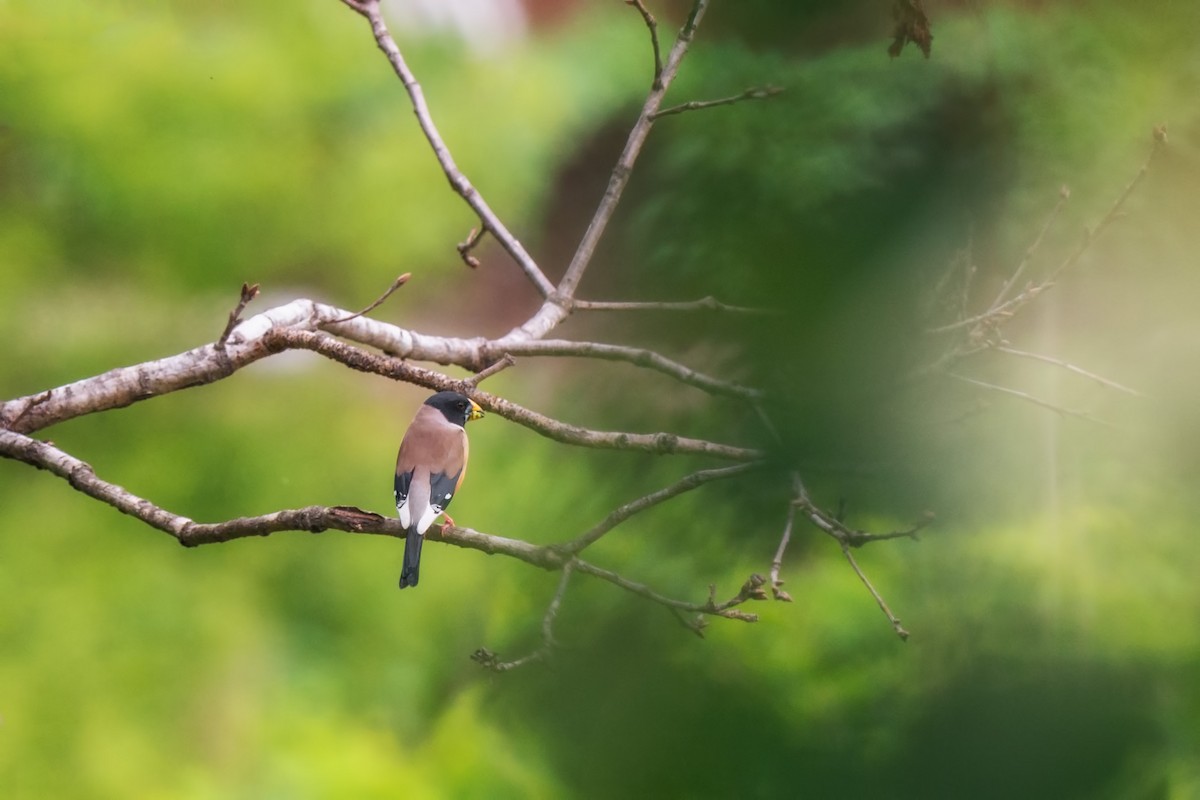 Yellow-billed Grosbeak - ML642471182