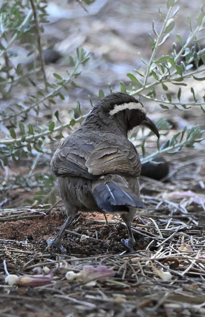 White-browed Babbler - ML642471183