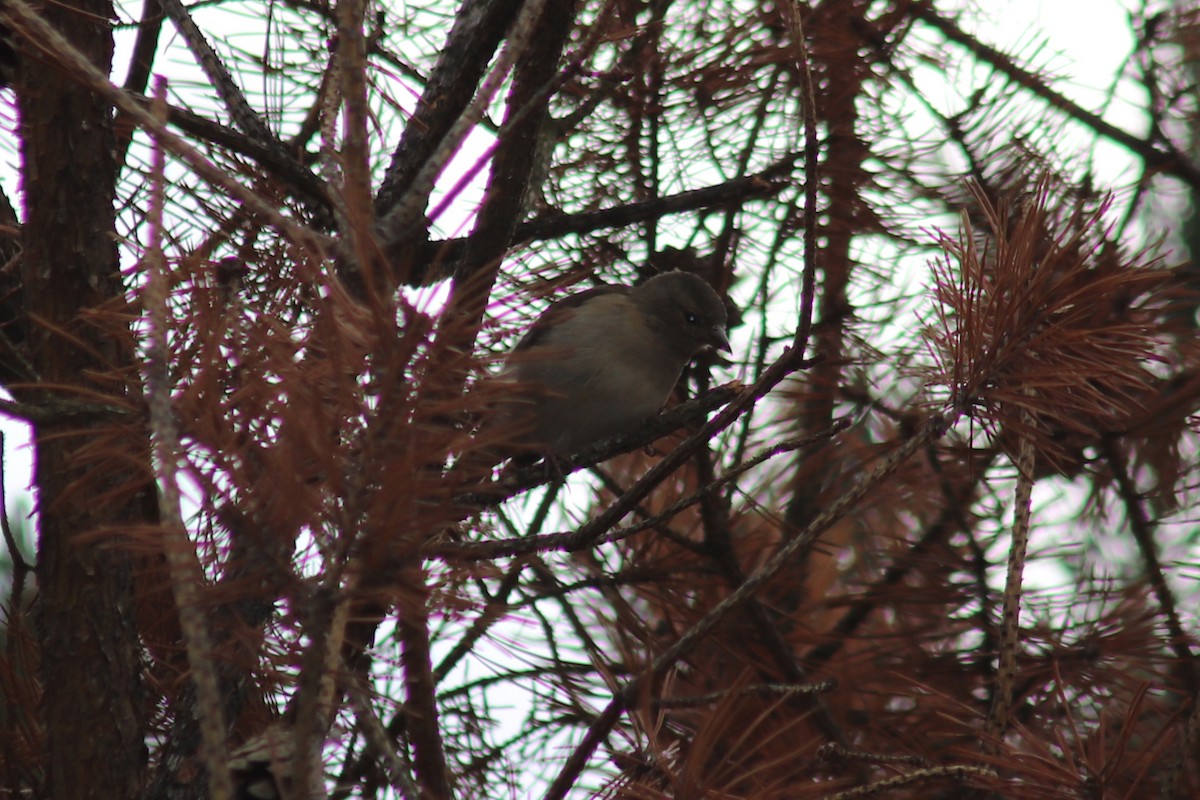 Common Chaffinch - ML642471184