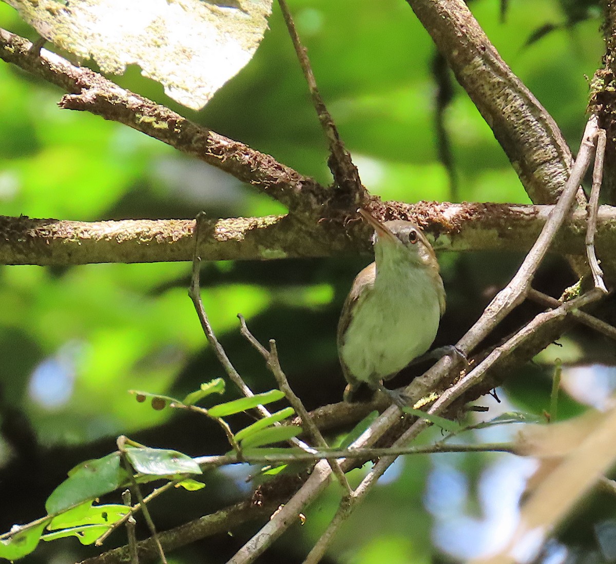 Long-billed Gnatwren - ML642471185