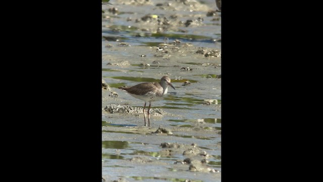 Common Redshank - ML642471187