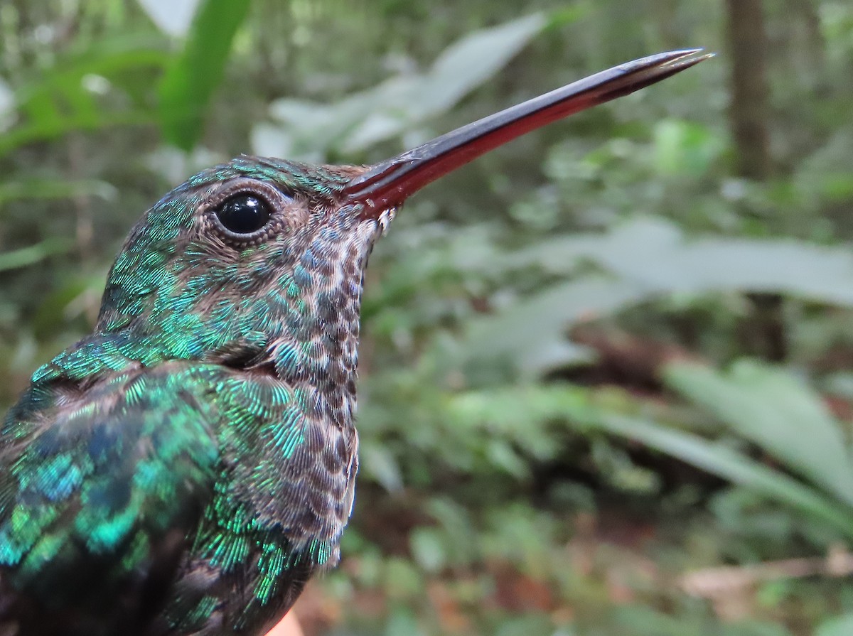 Blue-chinned Sapphire - ML642471189