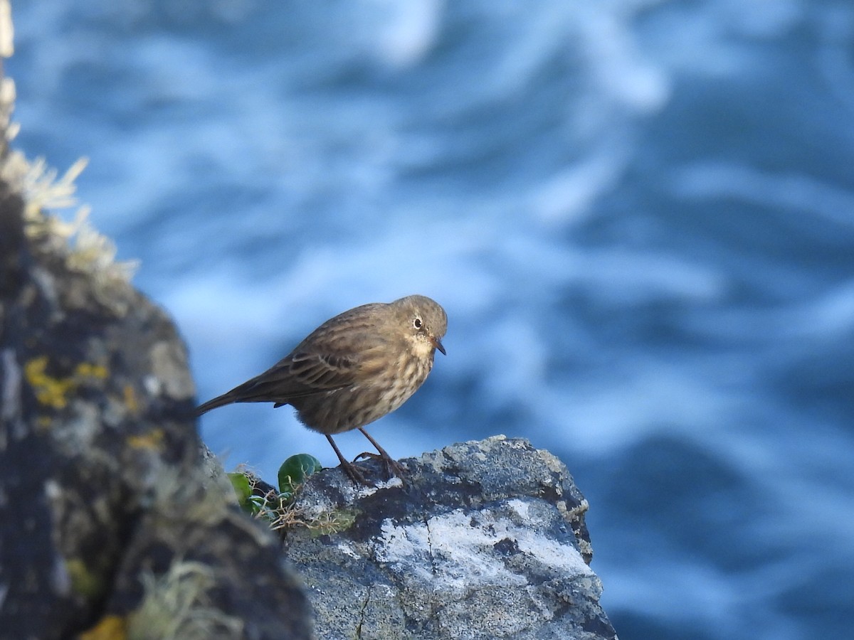 Rock Pipit - ML642471191