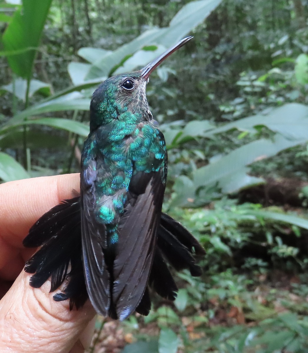 Blue-chinned Sapphire - ML642471192