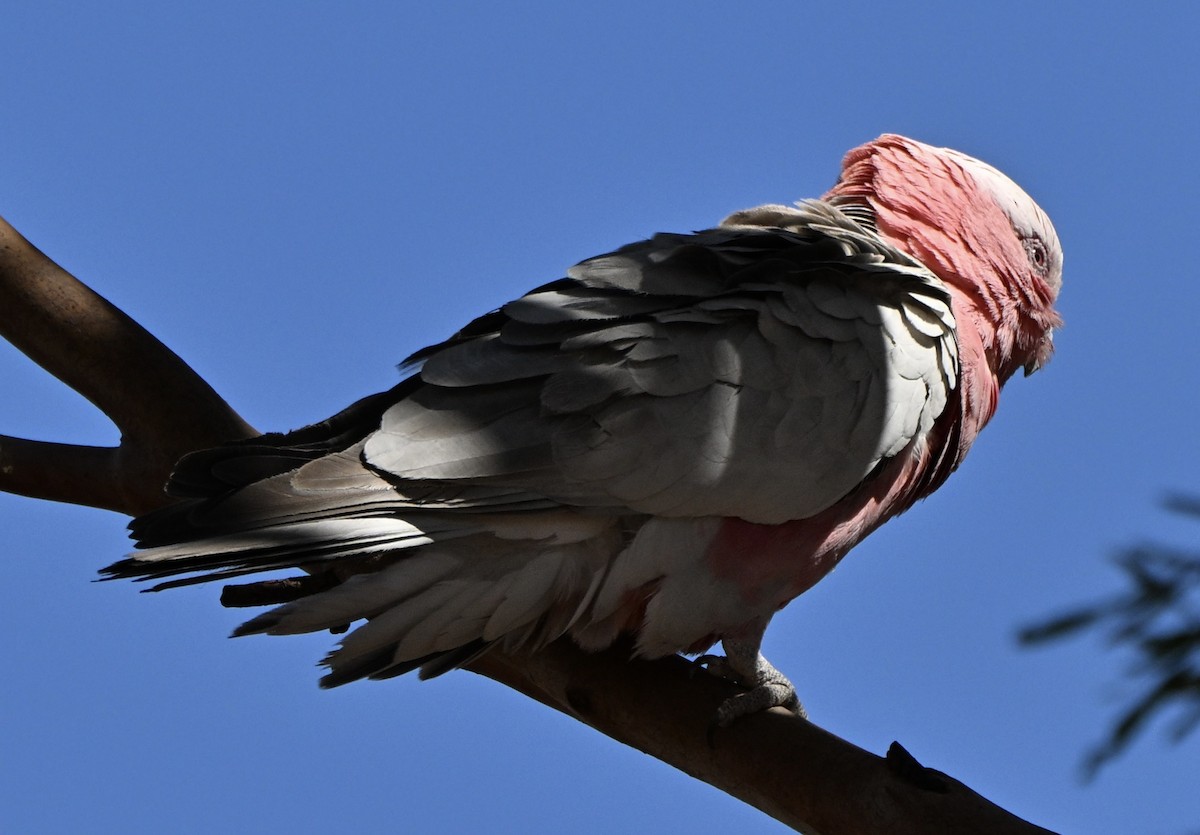 Galah - ML642471193