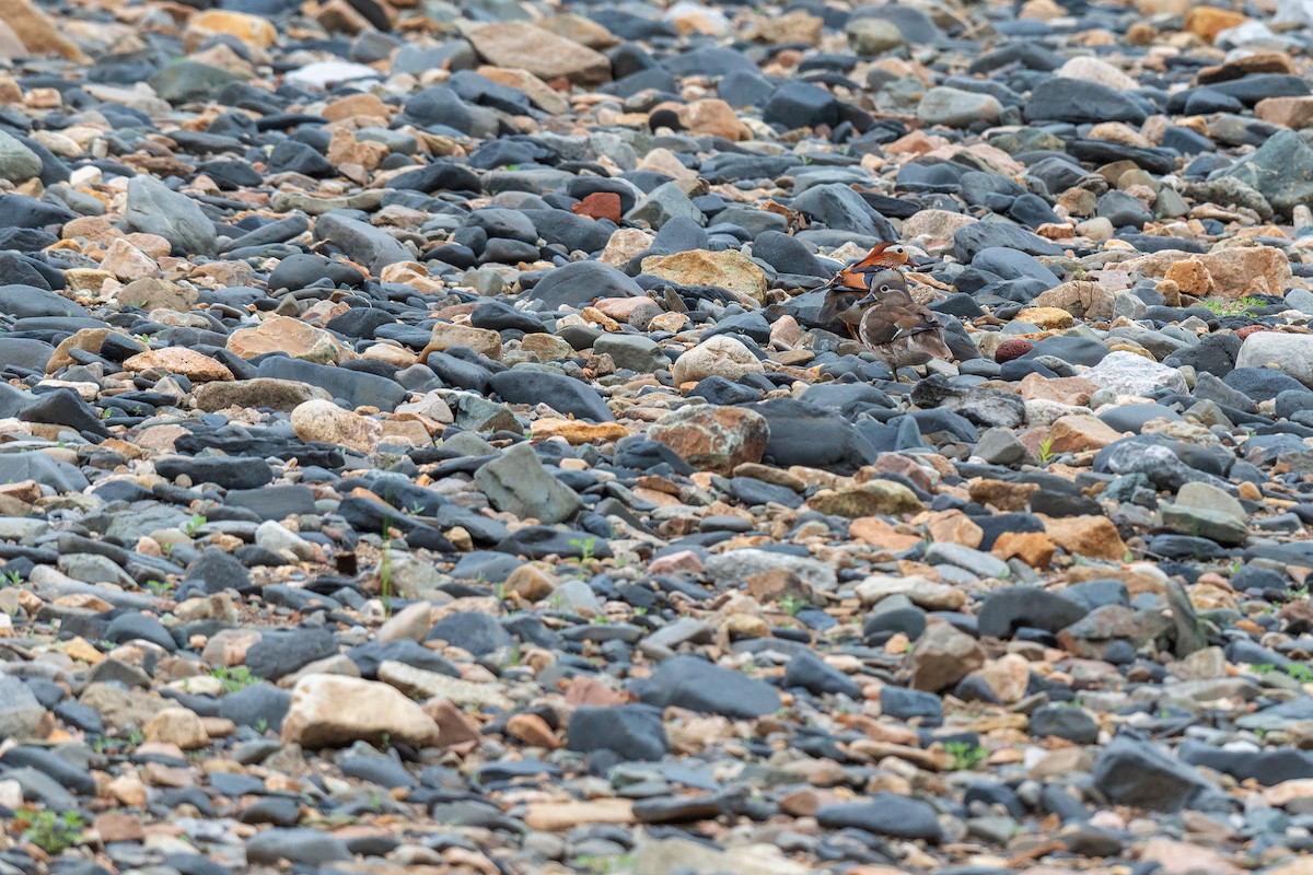 Mandarin Duck - ML642471196