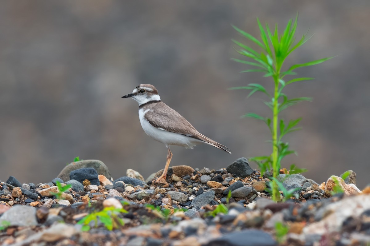 Long-billed Plover - ML642471199