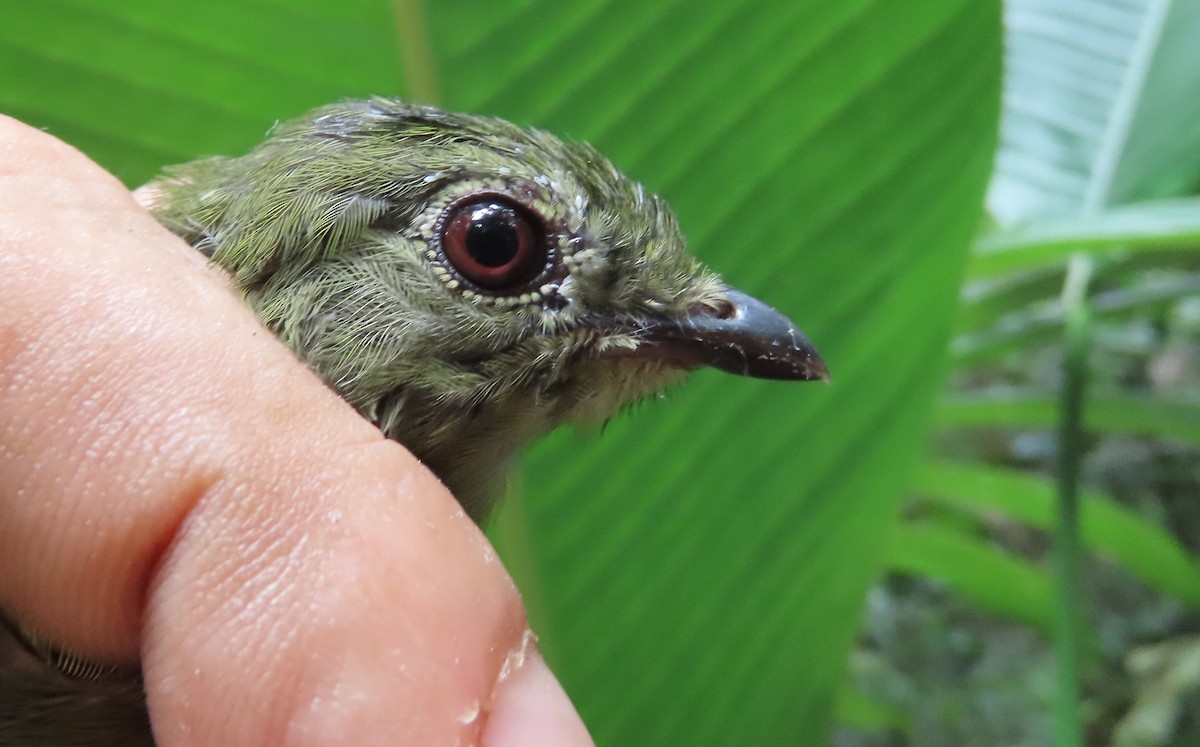 Blue-backed Manakin - ML642471209