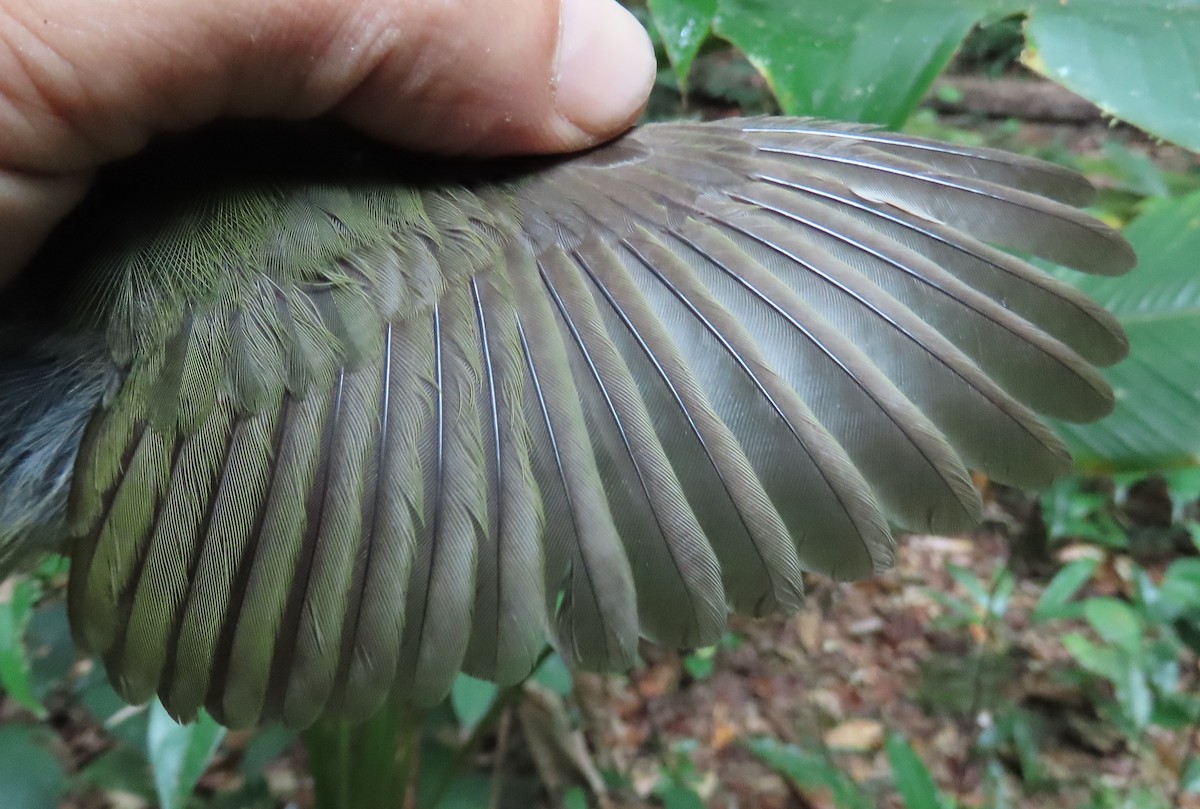 Blue-backed Manakin - ML642471214