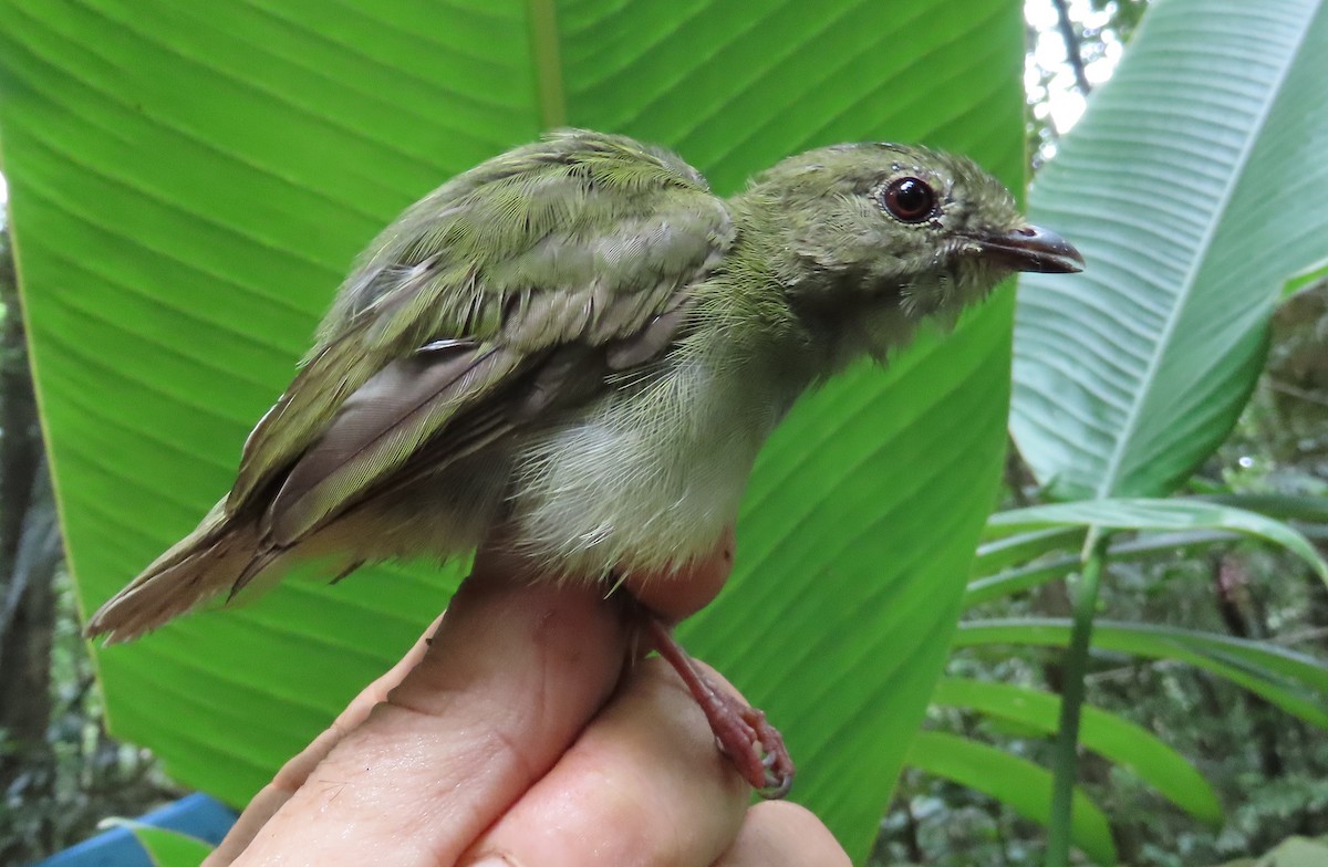 Blue-backed Manakin - ML642471224