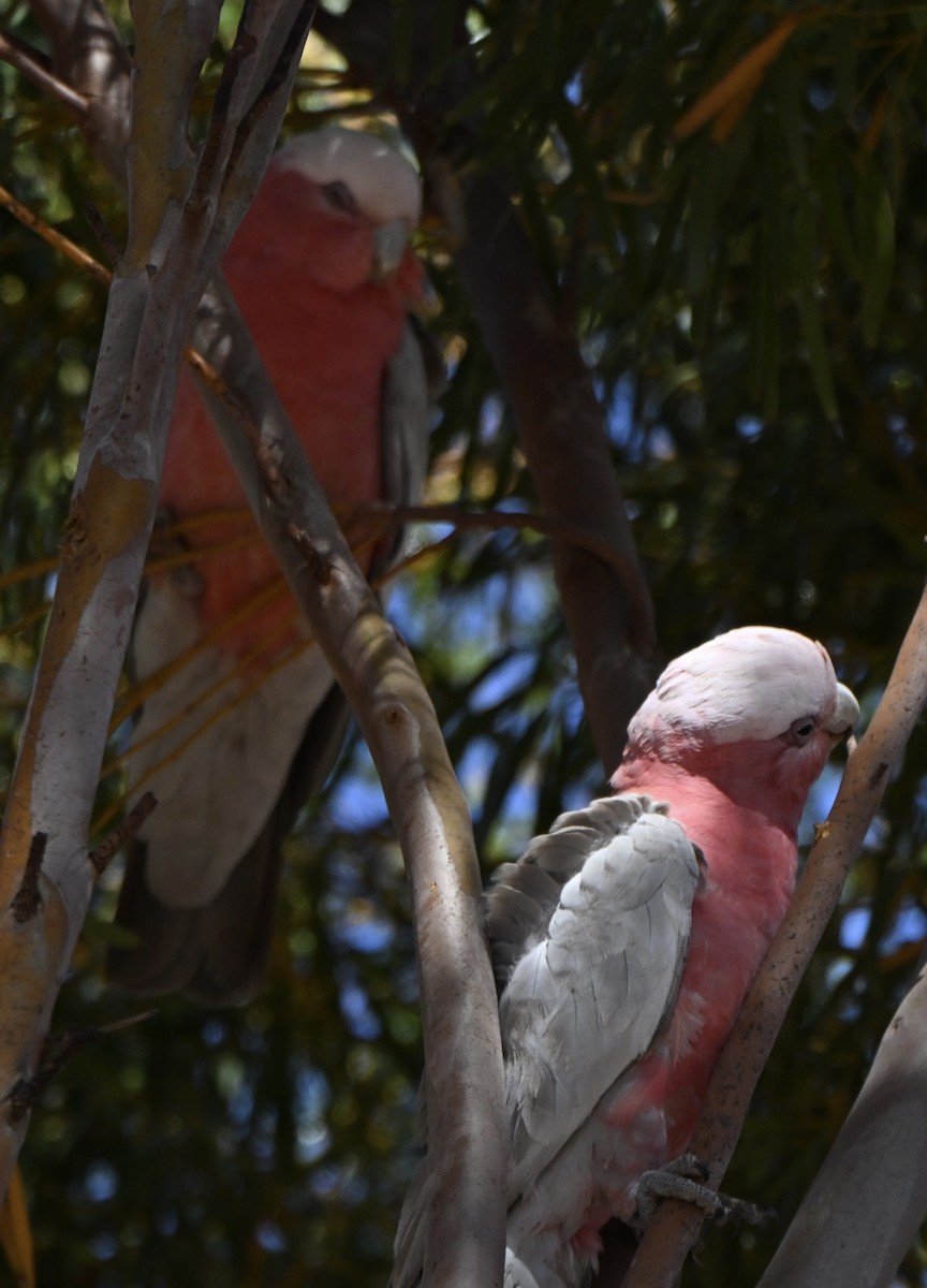 モモイロインコ - ML642471231