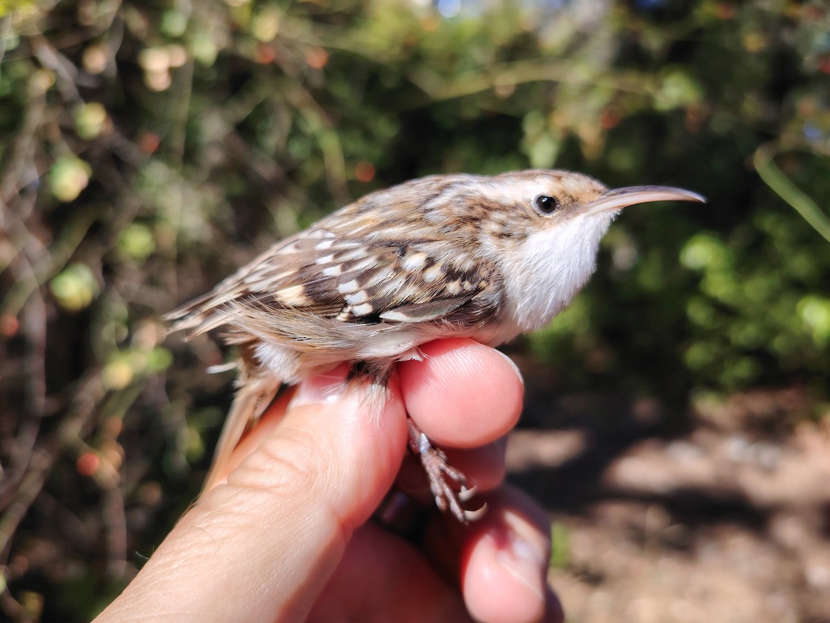 Short-toed Treecreeper - ML642471258