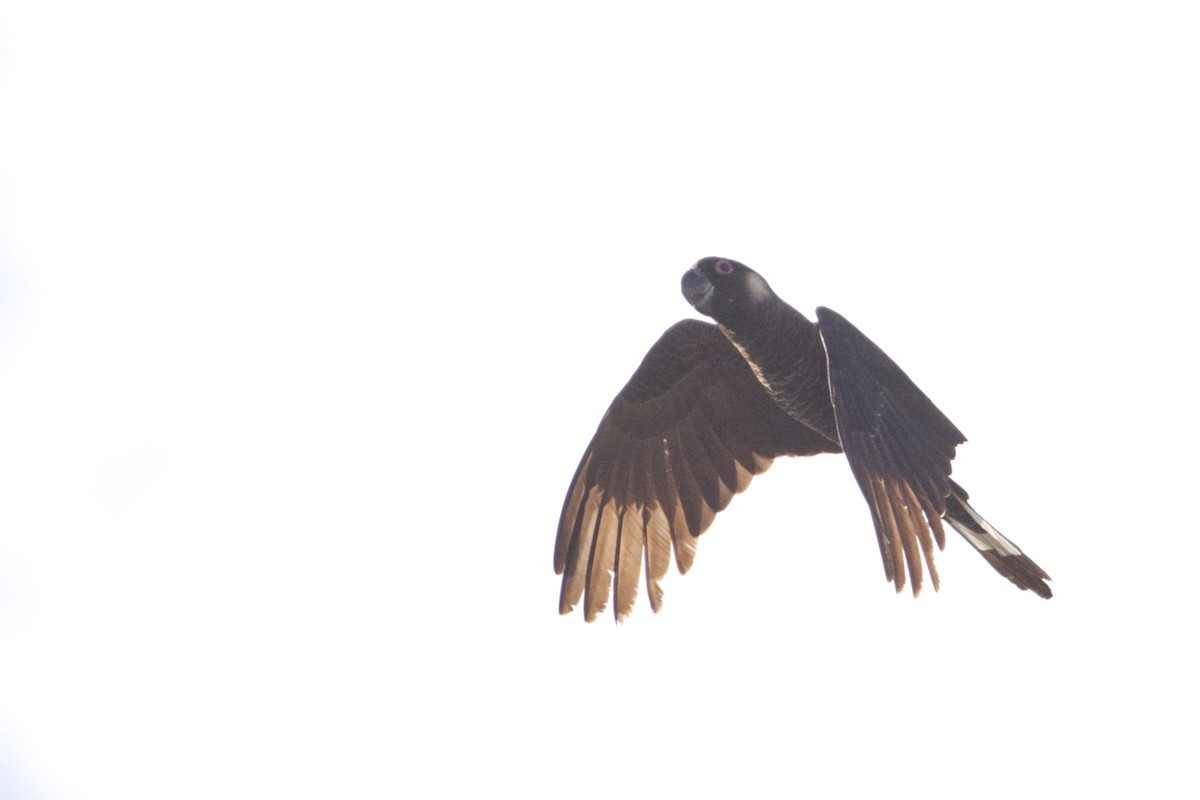 kakadu běloocasý - ML642471313