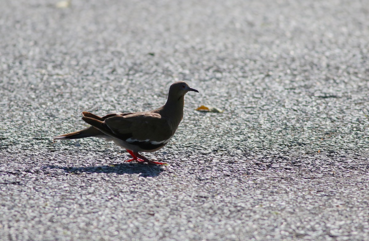 hrdlička bělavokřídlá - ML642471317