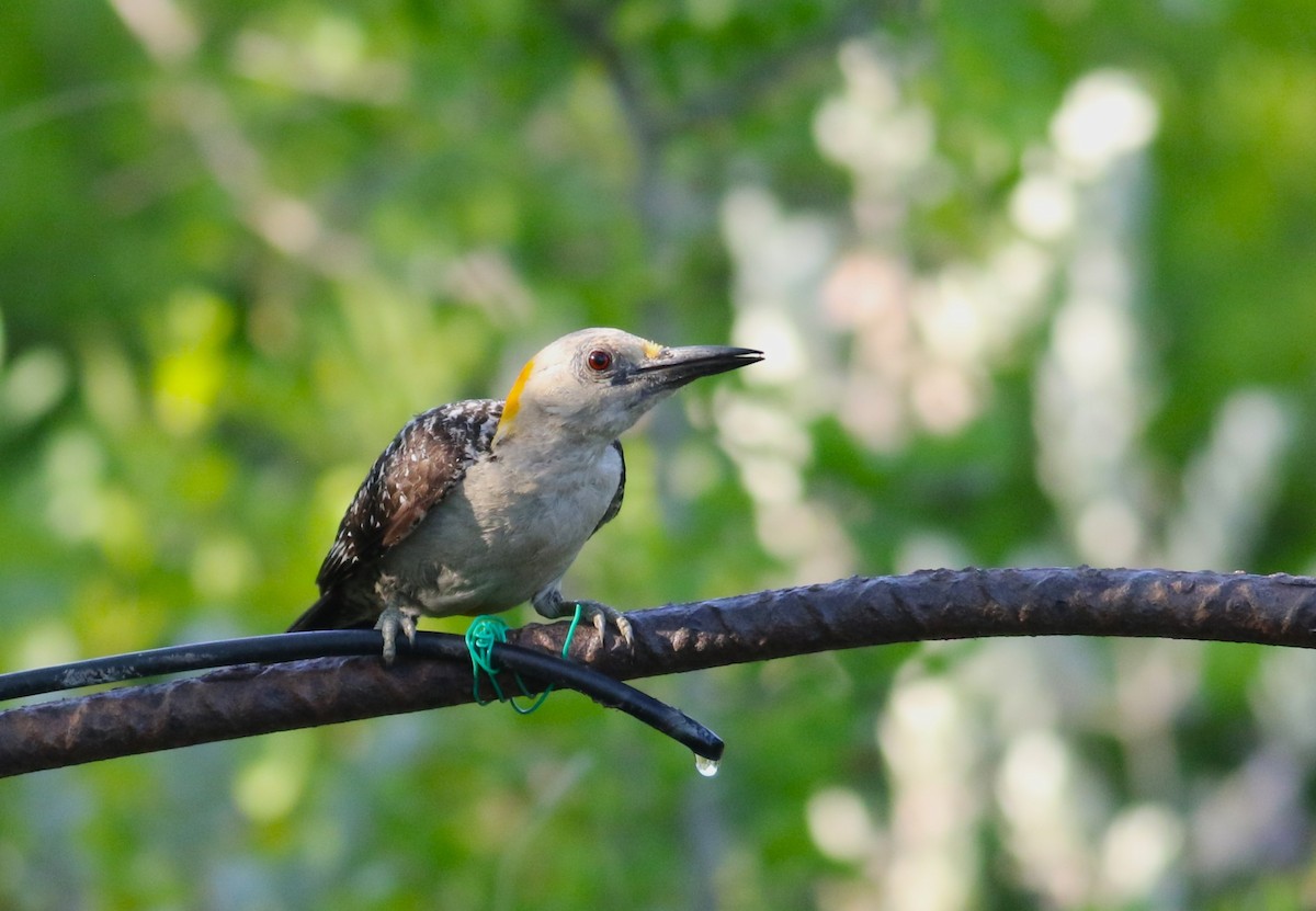 datel zlatočelý - ML642471332