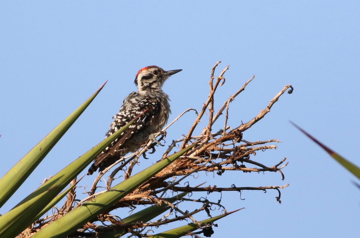 strakapoud proužkohřbetý - ML642471333