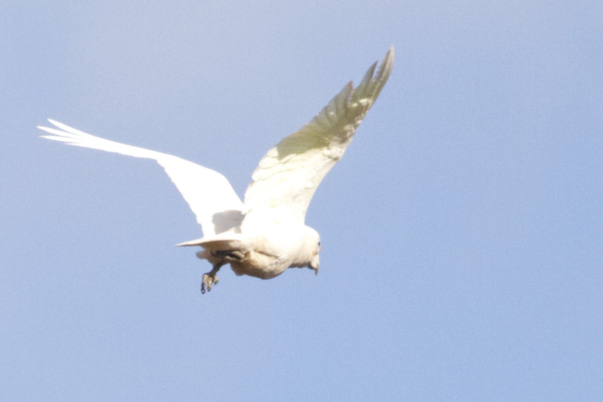 kakadu hrabavý - ML642471335