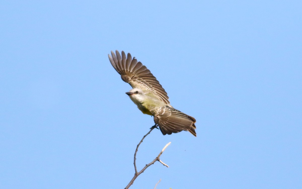 Couch's Kingbird - ML642471337