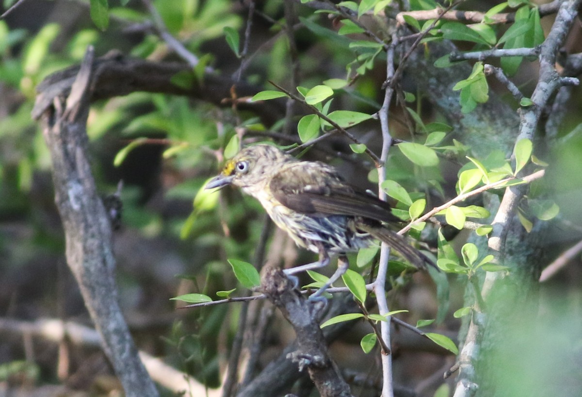 zelenáček bělooký - ML642471344