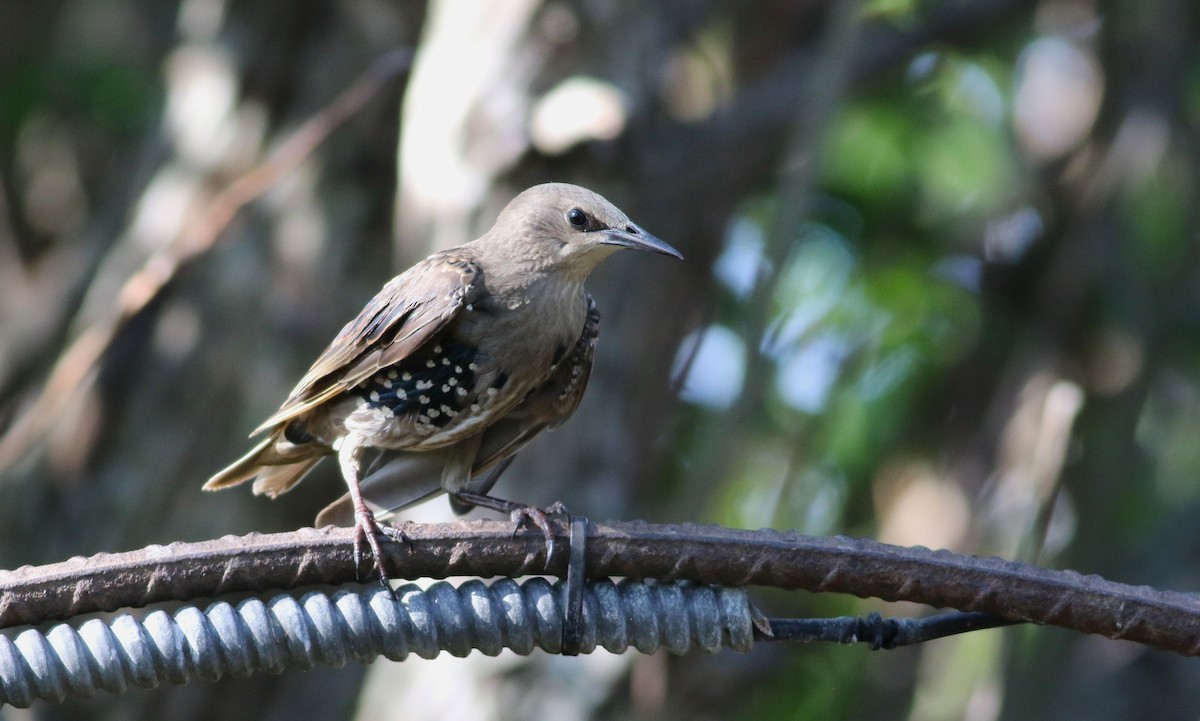 špaček obecný - ML642471356