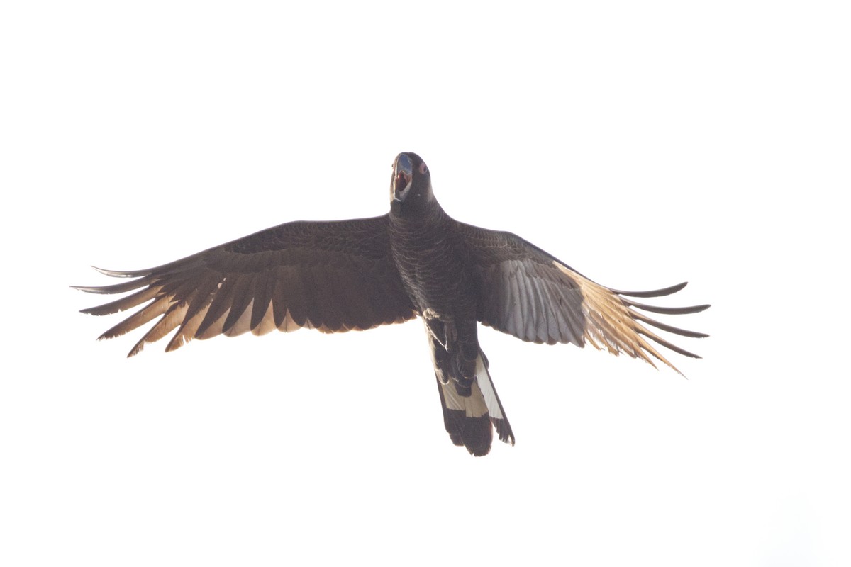 kakadu běloocasý - ML642471361