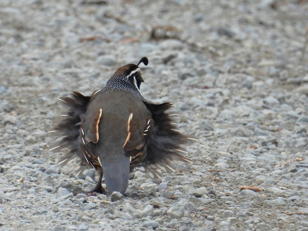 California Quail - ML642471370