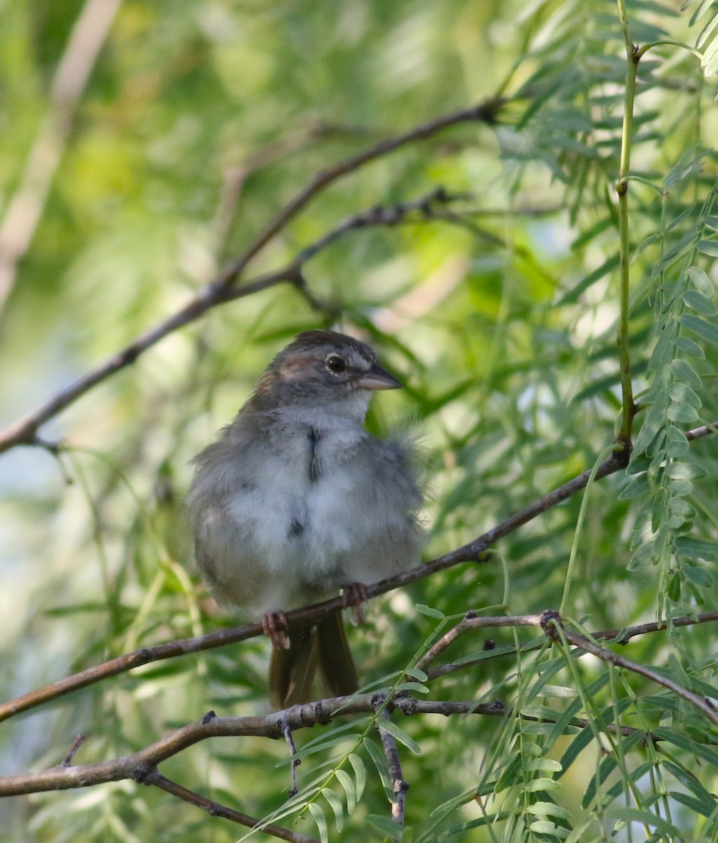Olive Sparrow - ML642471371