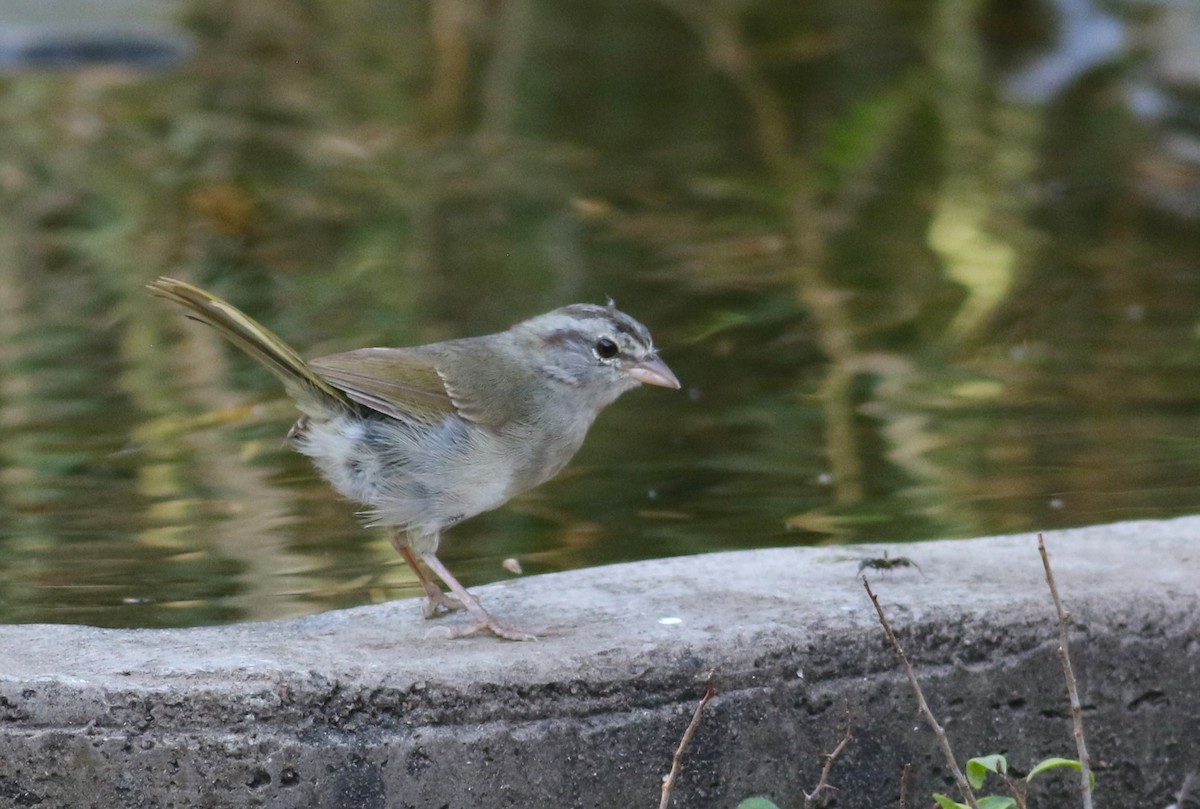 Olive Sparrow - ML642471372