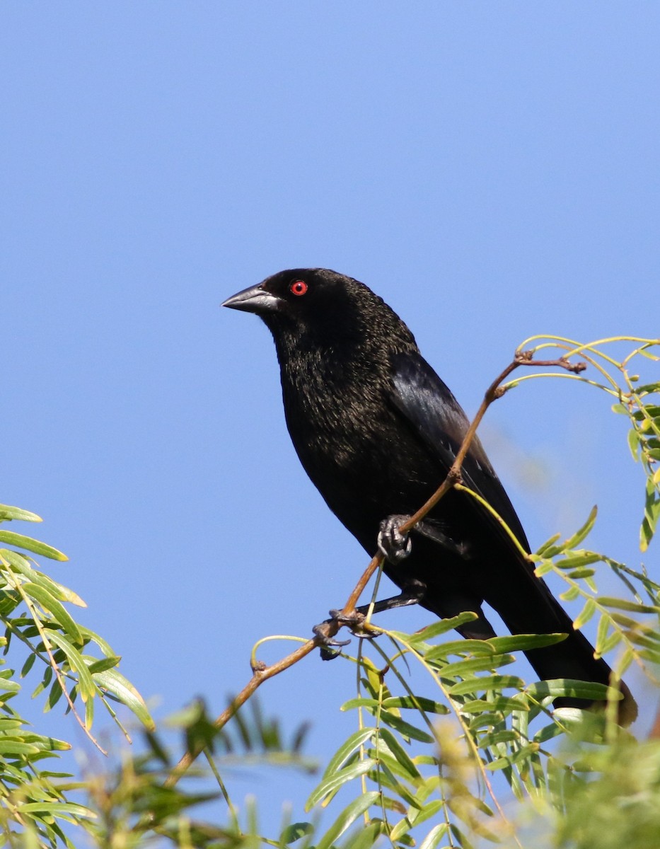 Bronzed Cowbird - ML642471375
