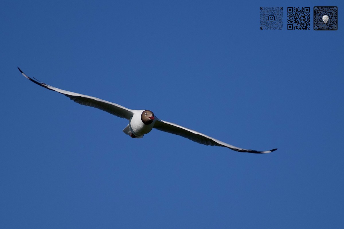 Brown-headed Gull - ML642471395