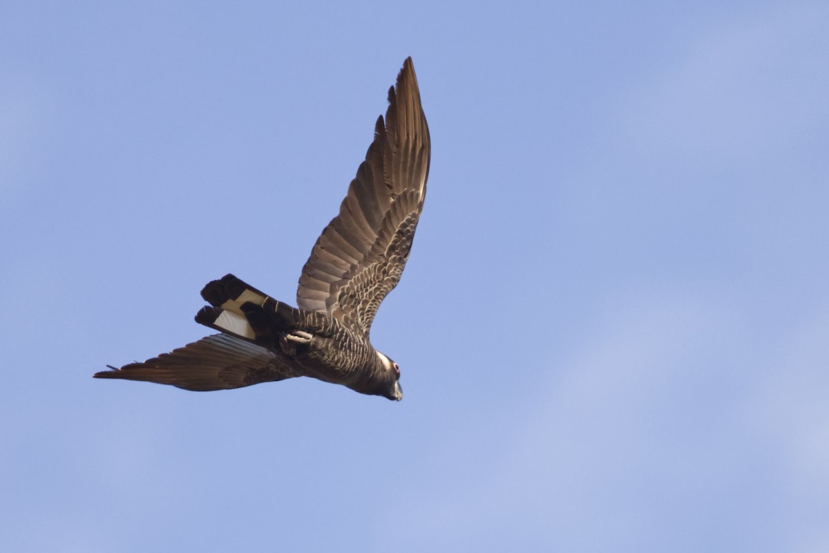 kakadu běloocasý - ML642471404