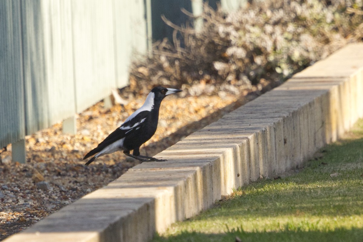 flétňák australský (ssp. dorsalis) - ML642471425