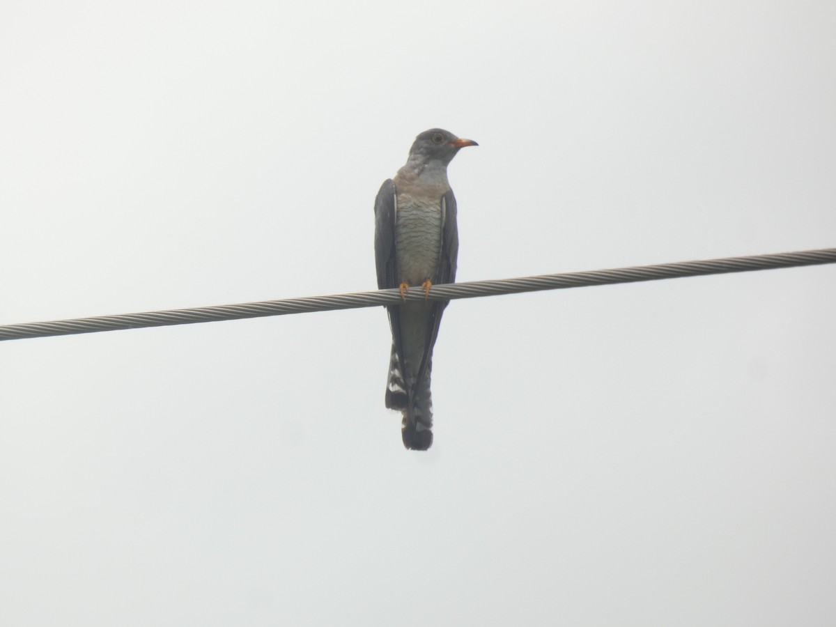 African Cuckoo - ML642471482