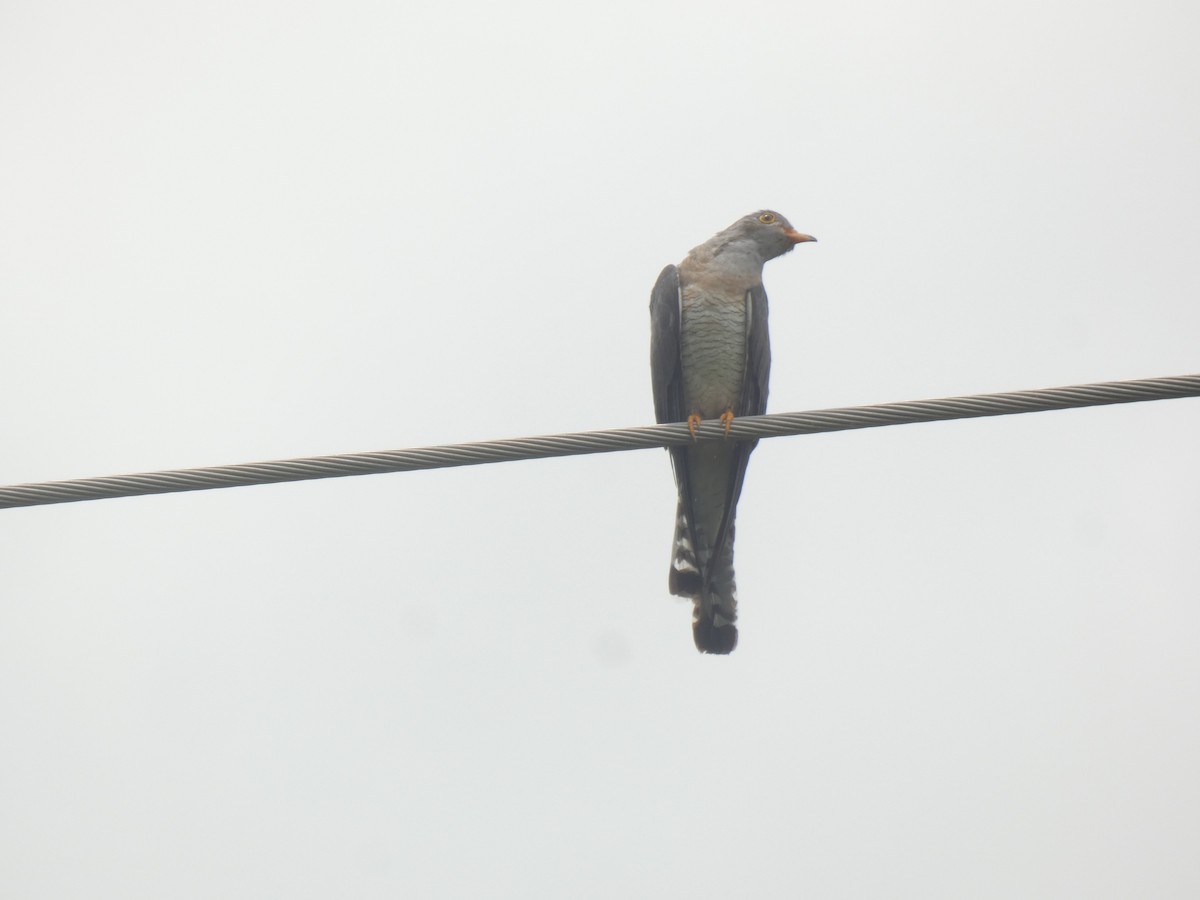 African Cuckoo - ML642471500
