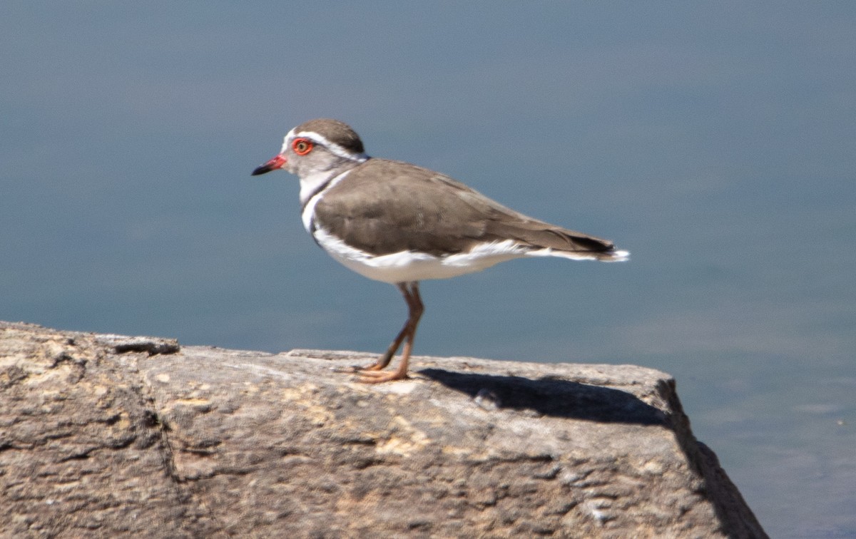 Three-banded Plover - ML642471518