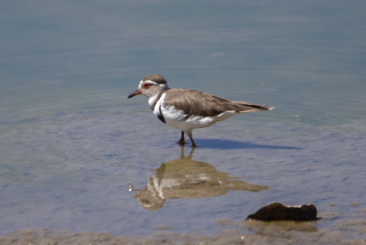 Three-banded Plover - ML642471519