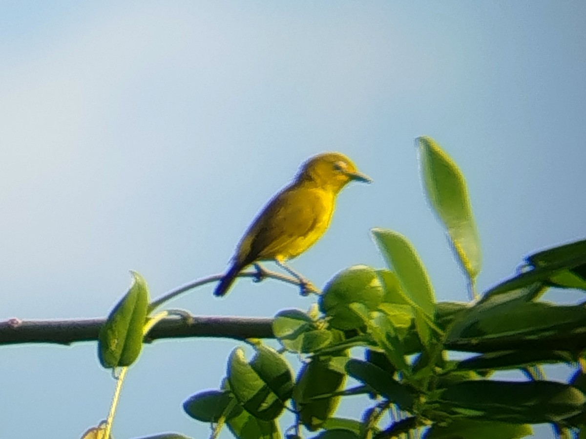 Lemon-bellied White-eye - ML642471523