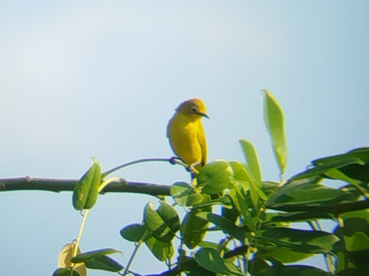 Lemon-bellied White-eye - ML642471524