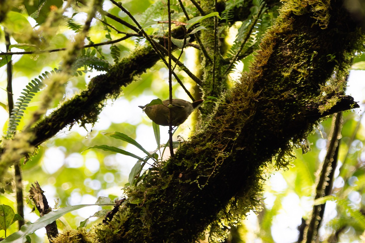 Plain Antvireo - ML642471536