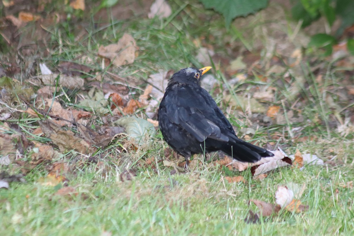 Amsel - ML642471545