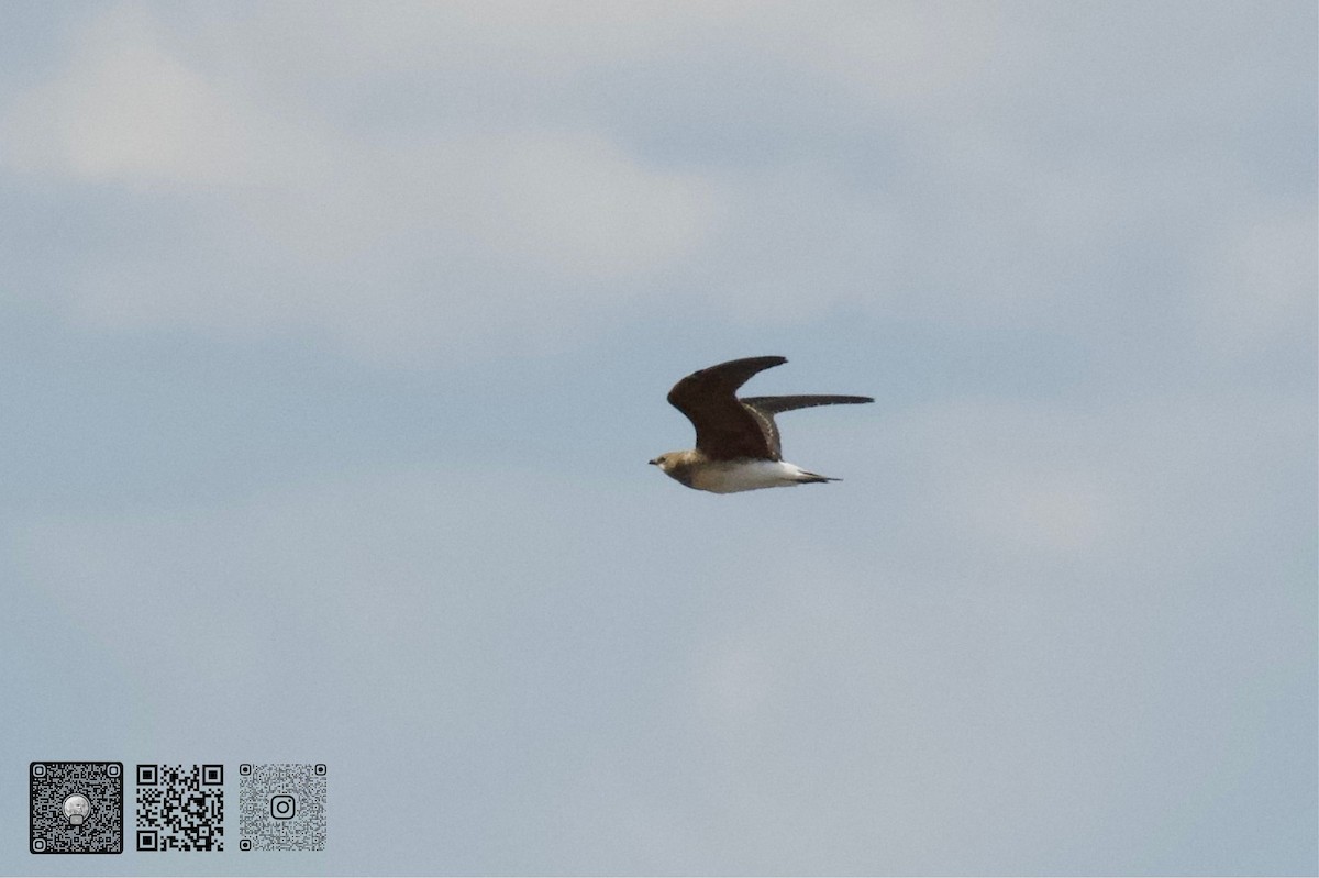 Oriental Pratincole - ML642471554
