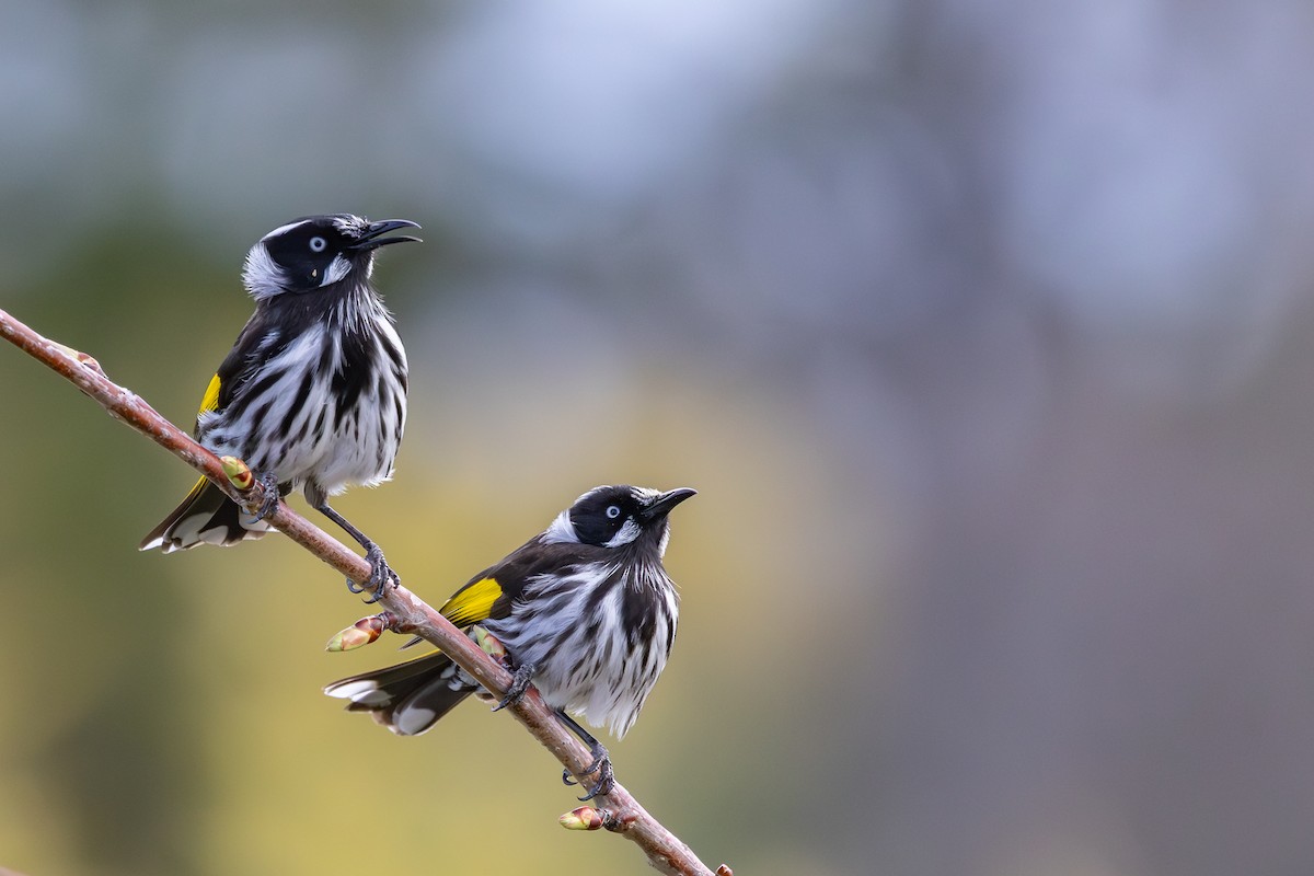 New Holland Honeyeater - ML642471561