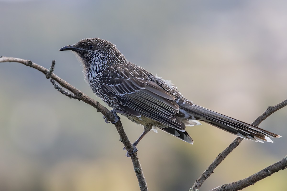 Little Wattlebird - ML642471564