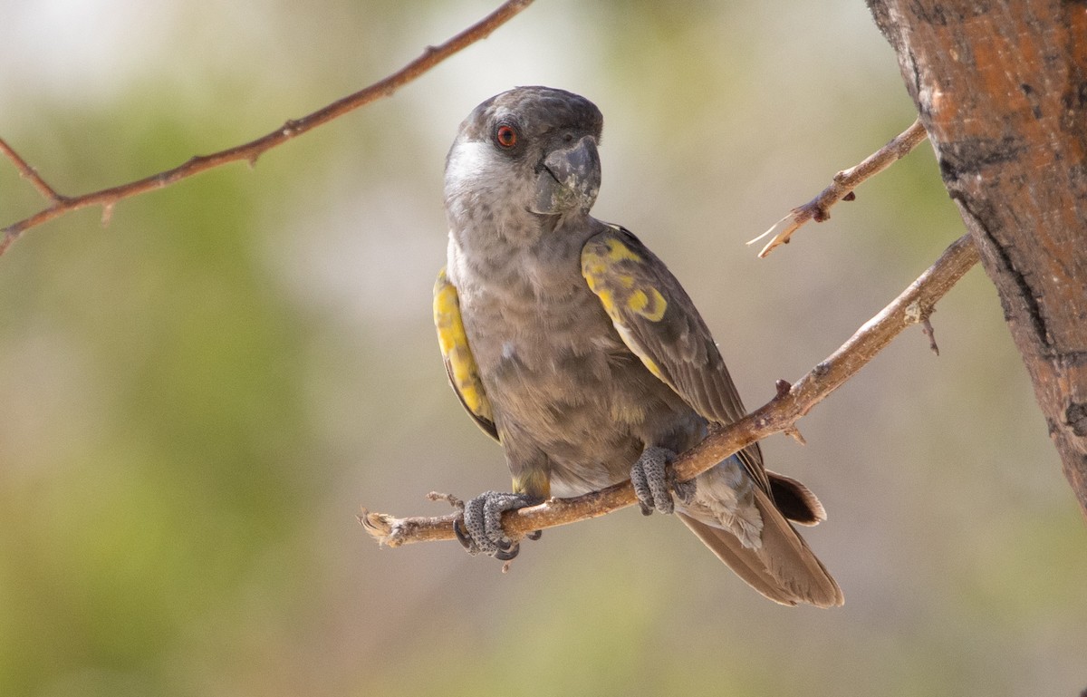 Rüppell's Parrot - ML642471565