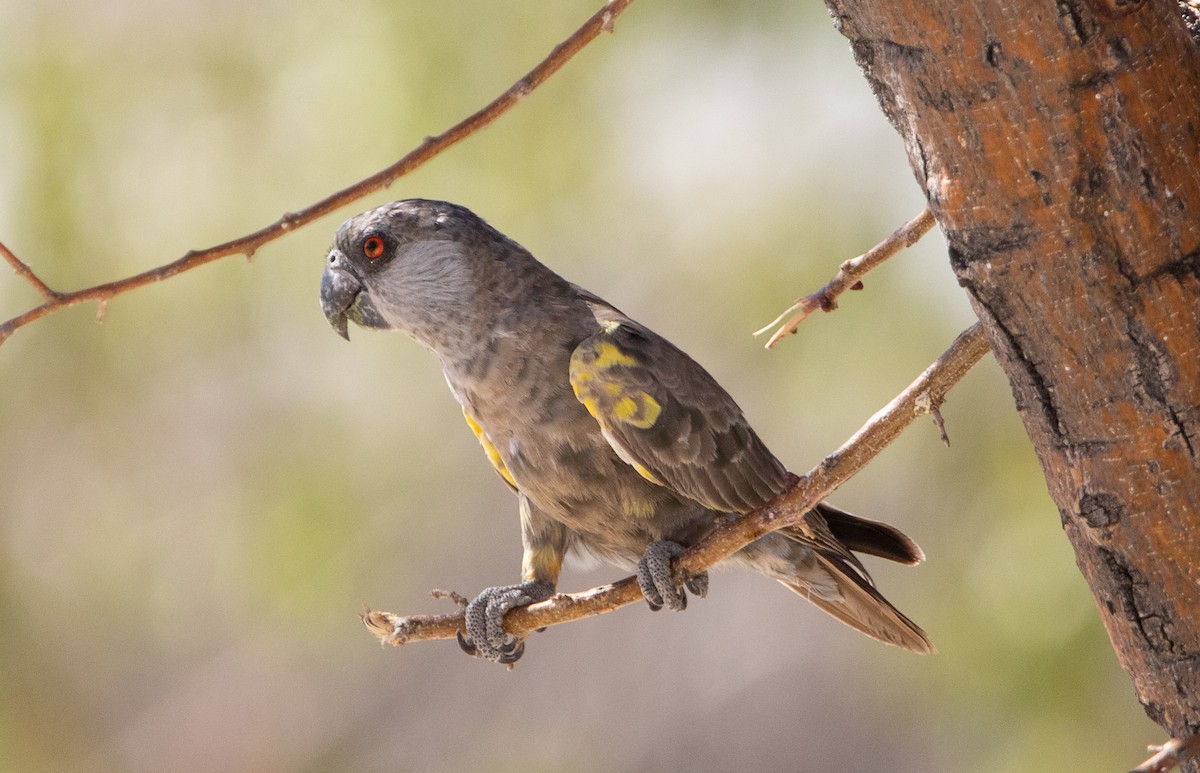 Rüppell's Parrot - ML642471566